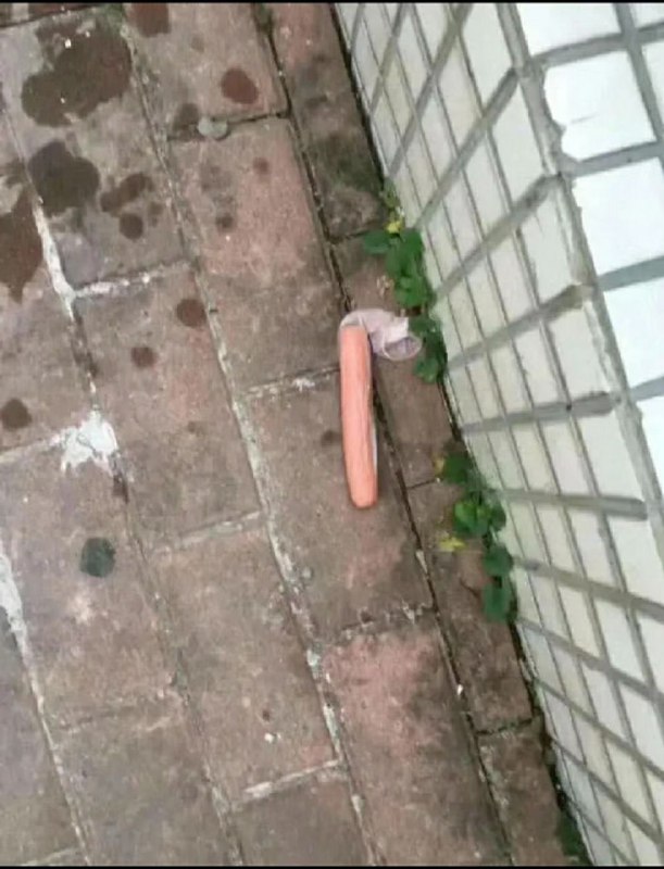 捡了一根火腿肠，晚饭有着落啦